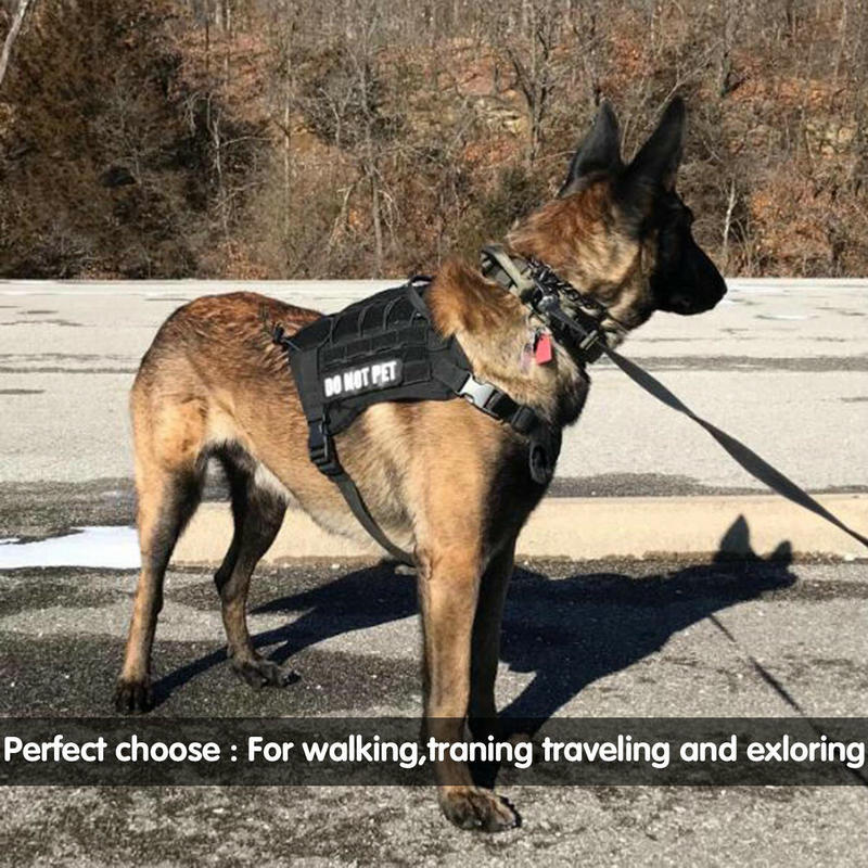 Correa para perros de entrenamiento